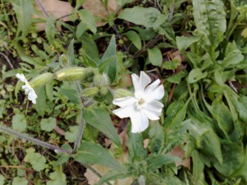 Silene latifolia sui Colli Albani